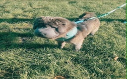 Shar Pei dogs for sale: Bear coat shar pei rehoming needed  - Image 2