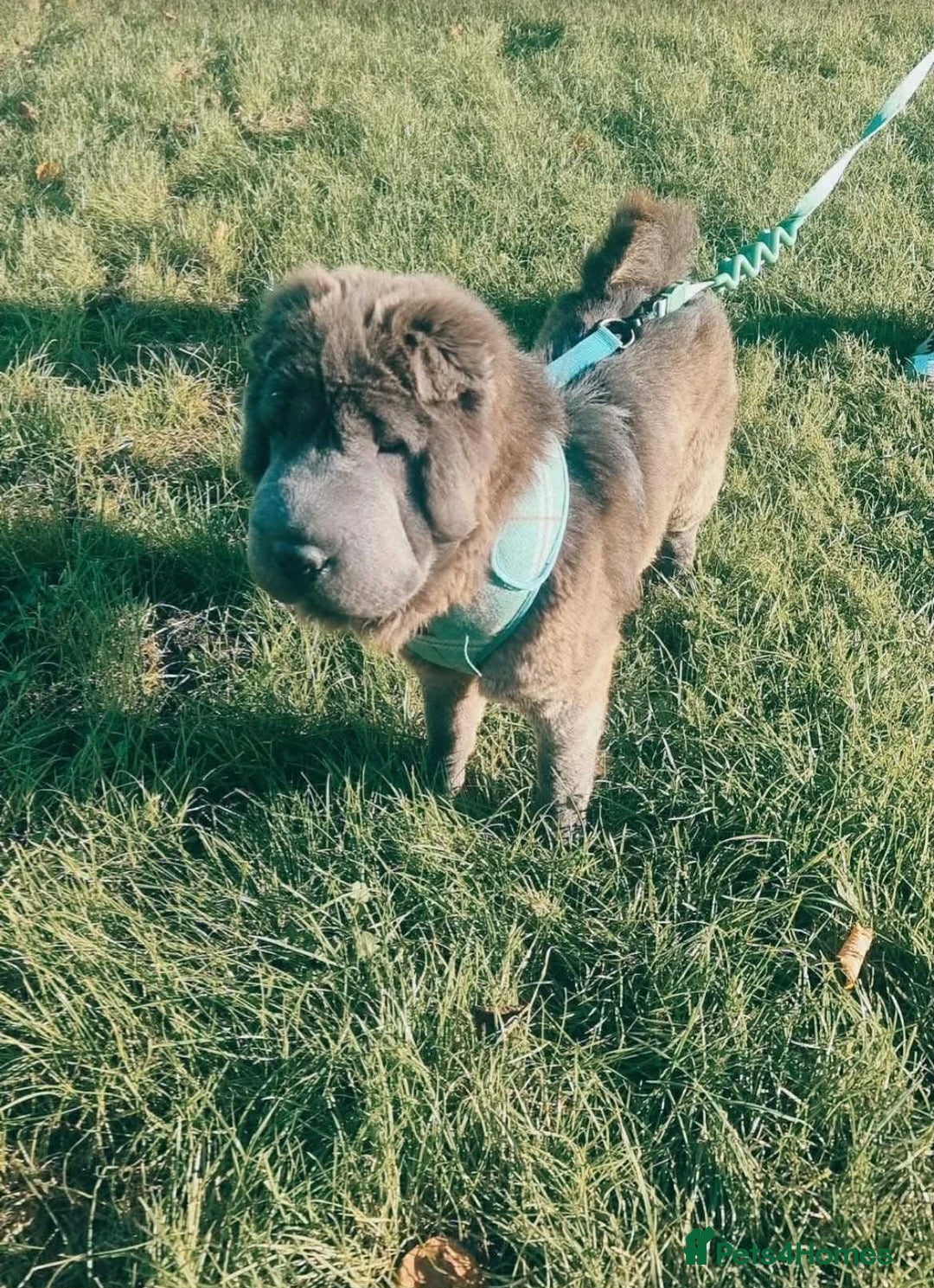 Shar Pei dogs for sale: Bear coat shar pei rehoming needed  - Image 2