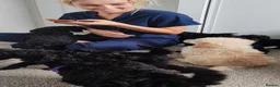 Miniature Poodle dogs for sale: Beautiful Minature Poodles - Advert 10