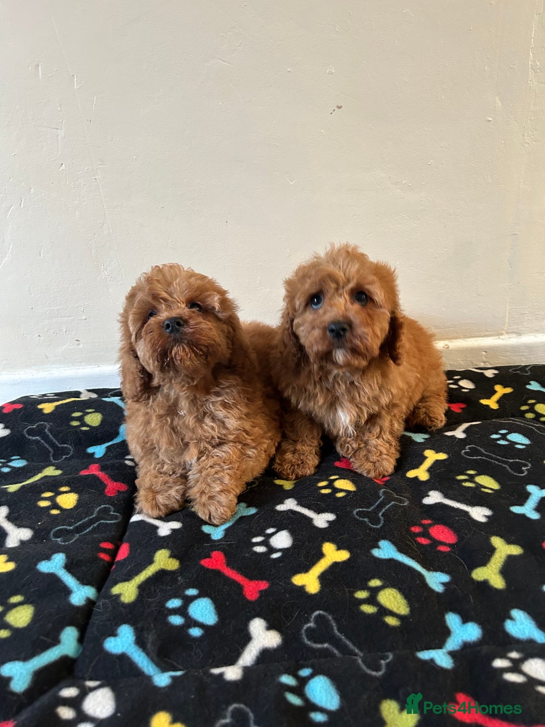 Cavapoo dogs for sale: Cavapoo puppies for sale  - Image 13