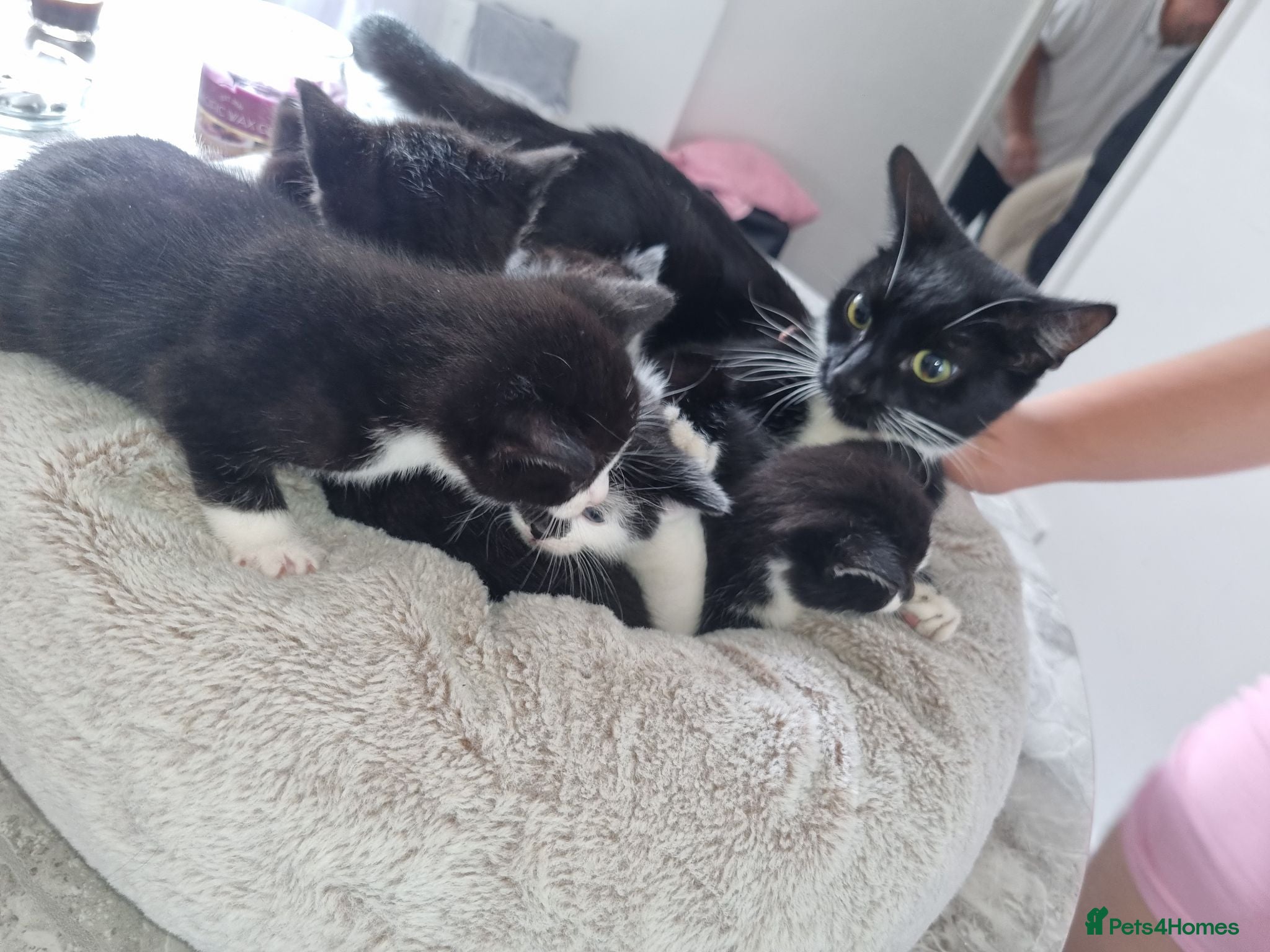 Domestic Shorthair cats Not vaccinated  - Advert 13