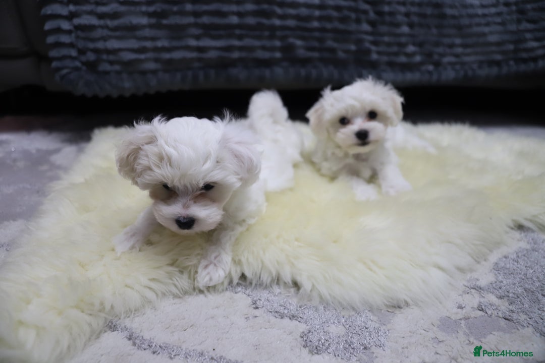 Maltese dogs for sale: Gorgeous Maltese puppies - Advert 2