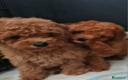 Toy Poodle dogs for sale: Tiny kc Russian background toy poodle poppies  - Image 28