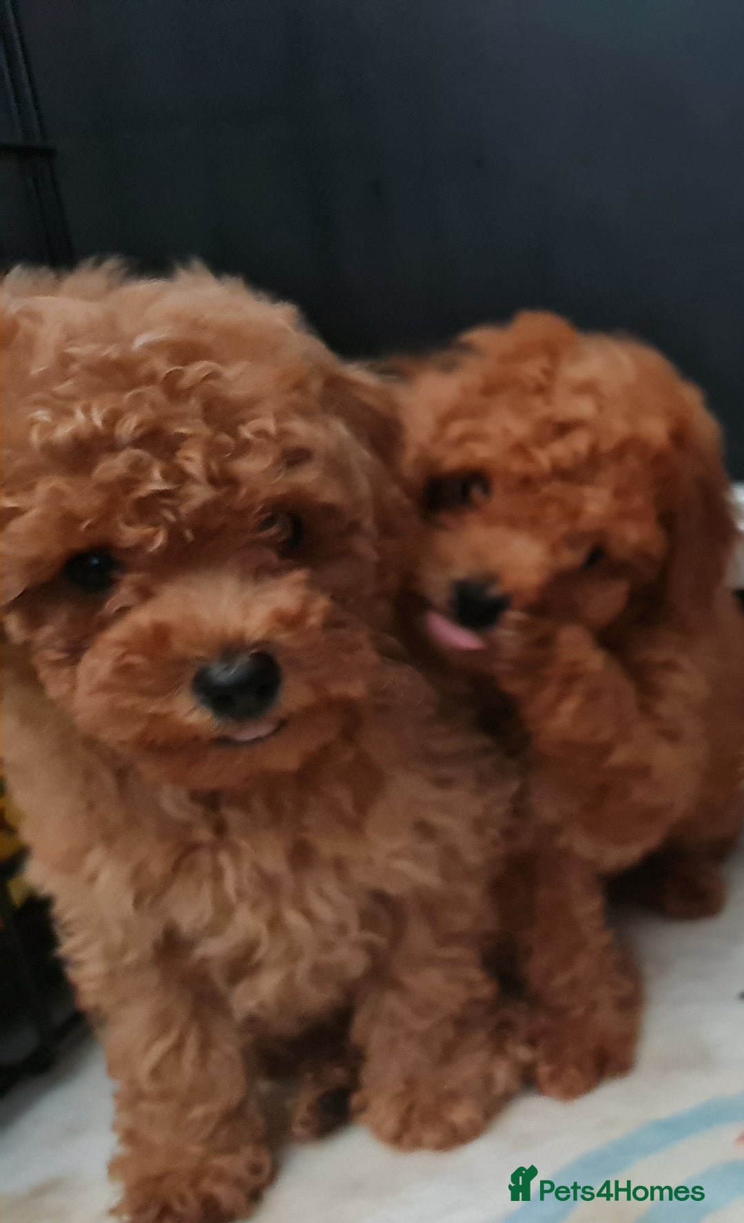 Toy Poodle dogs for sale: Tiny kc Russian background toy poodle poppies  - Image 28