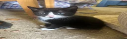 Mixed Breed cats for sale: Lovable kittens ready for their new home  in Ringwood - Advert 2