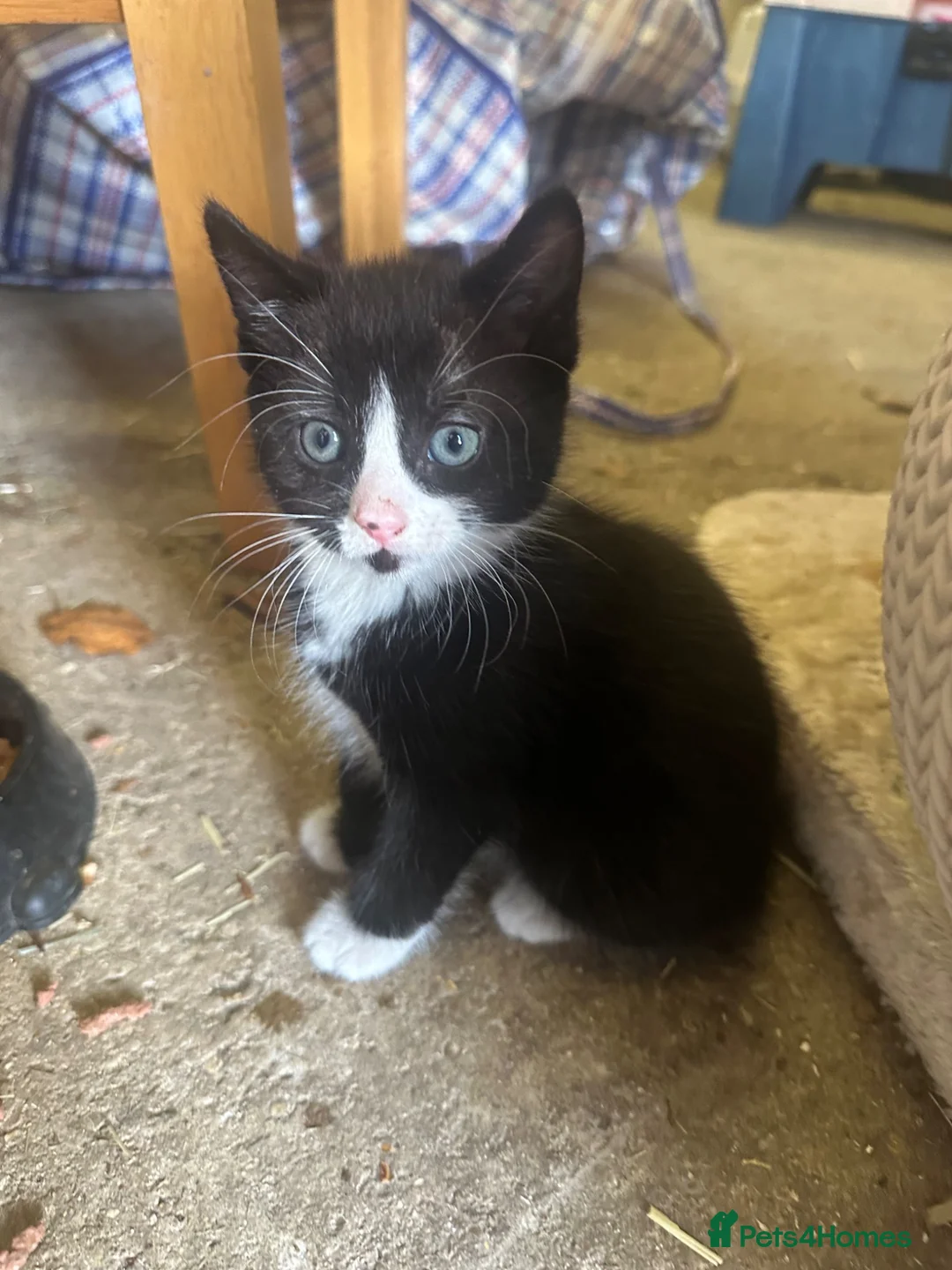 Mixed Breed cats for sale: Lovable kittens ready for their new home  in Ringwood - Advert 2