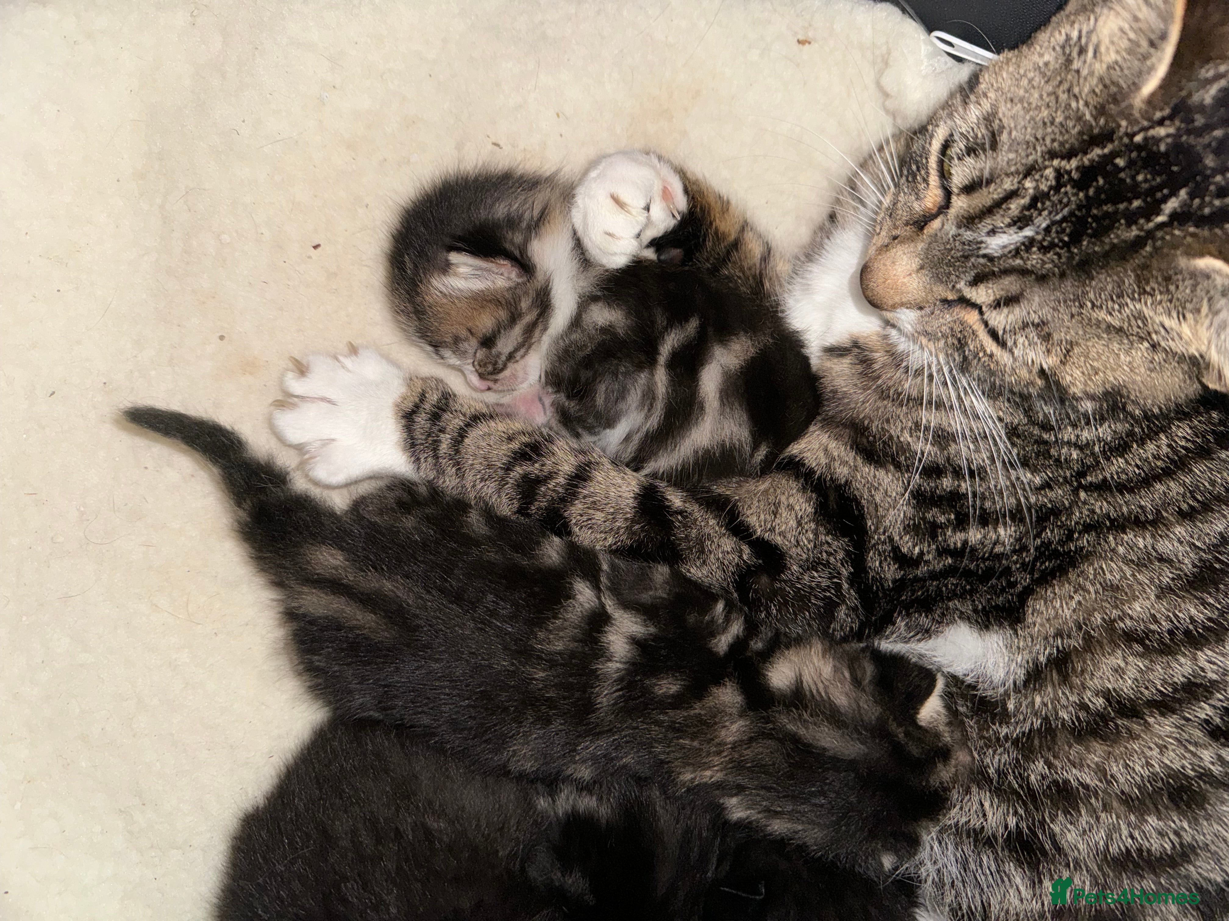 Mixed Breed cats Tabby Kittens available  - Advert 10