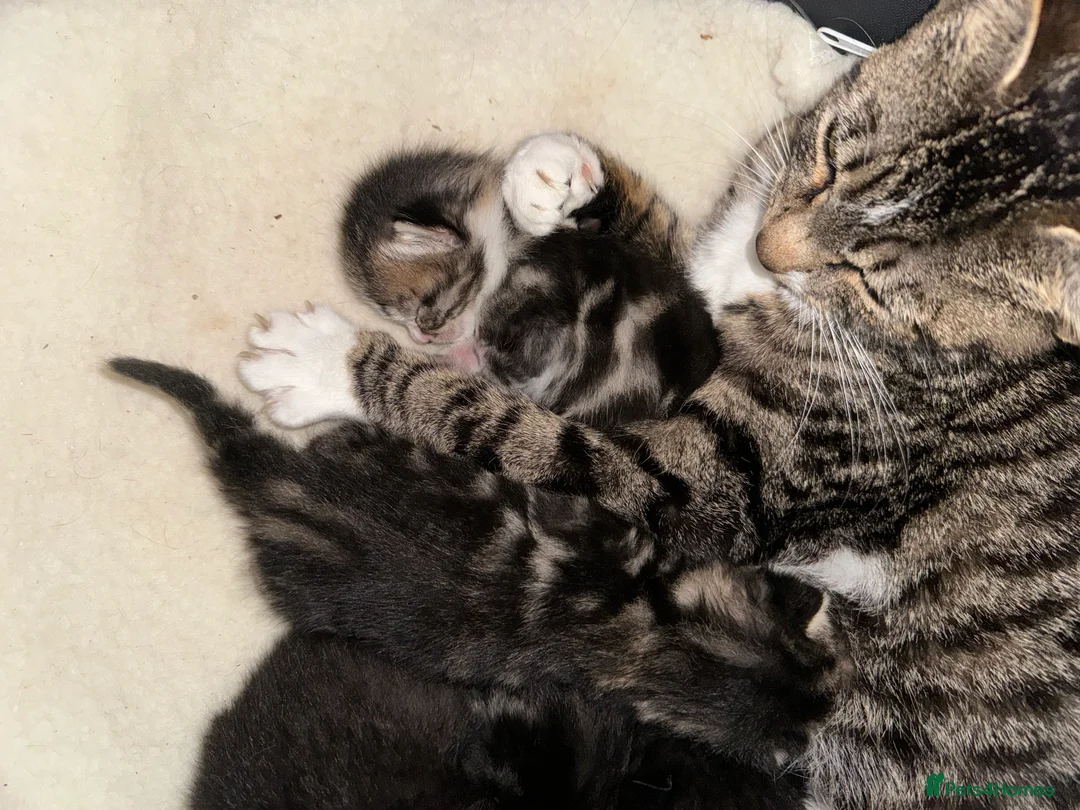 Mixed Breed cats for sale: Tabby Kittens available  - Advert 1