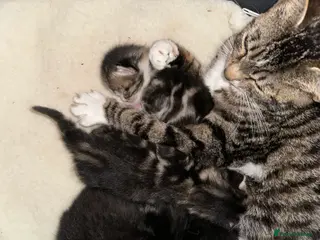 Mixed Breed cats Tabby Kittens available - Advert 4
