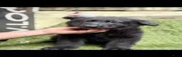 German Shepherd dogs for sale: German Shepard puppies  - Advert 8