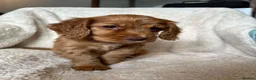 Cocker Spaniel dogs for sale: Working Cocker Spaniel Puppies  - Advert 5