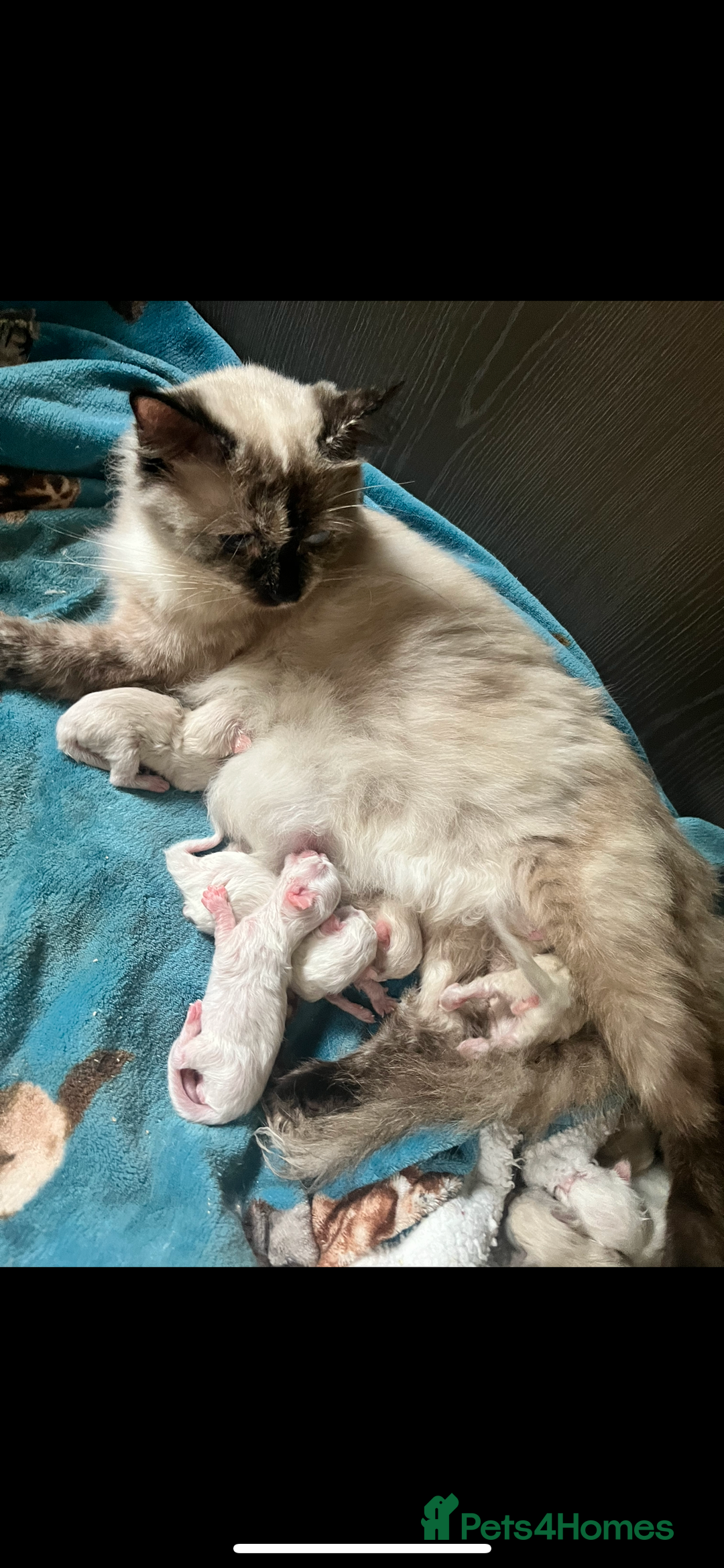 Ragdoll cats for sale: A stunning litter of ragdolls  - Image 5