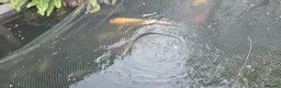 Koi Carp fish for sale: koi for sale in Potters Bar - Advert 4