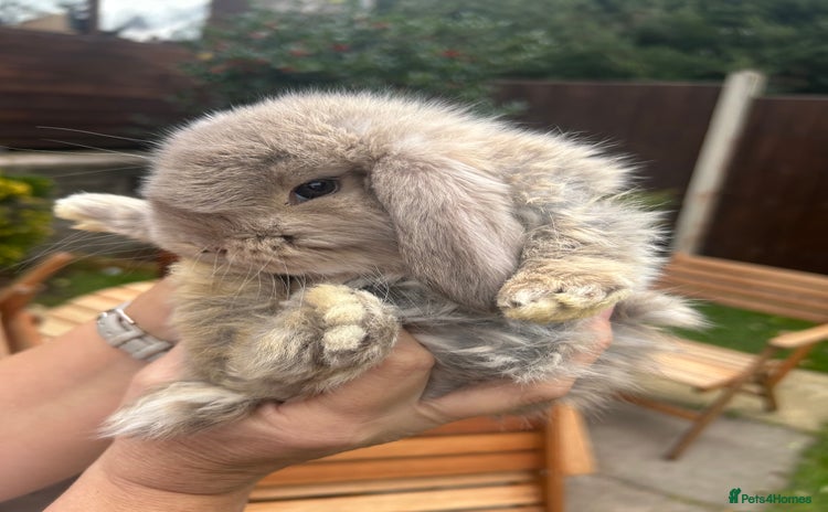 French Lop rabbits - Advert 6