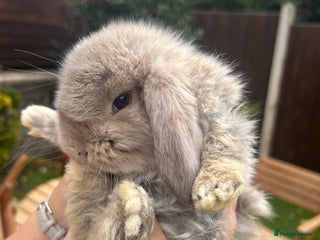 French Lop rabbits - Advert 4