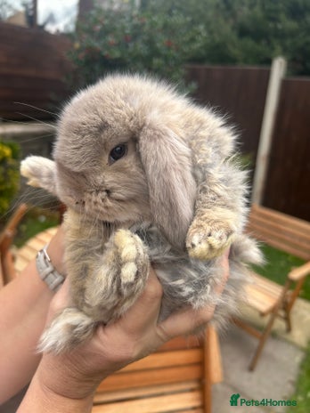 French Lop rabbits - Advert 4