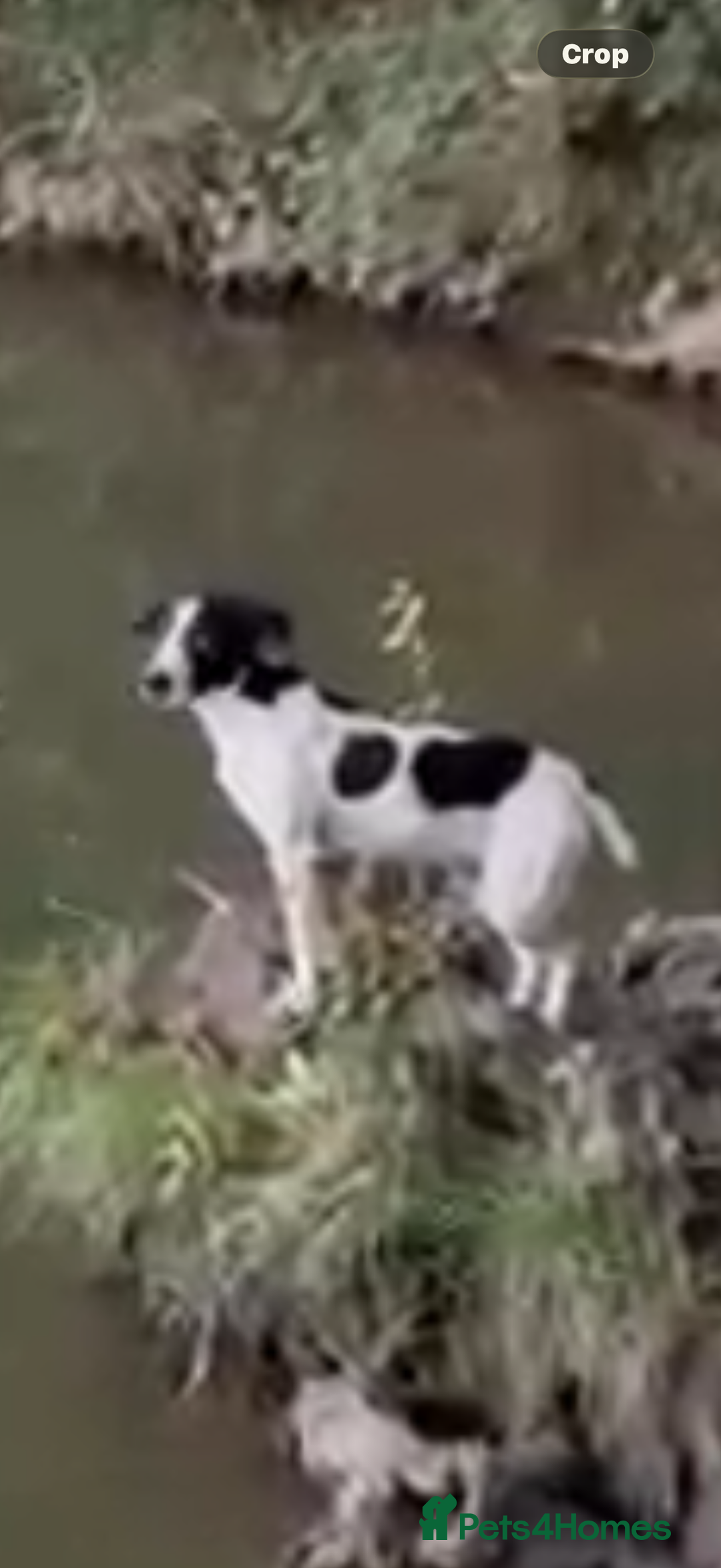 Mixed Breed dogs for sale: Docker puppies for sale  - Advert 5