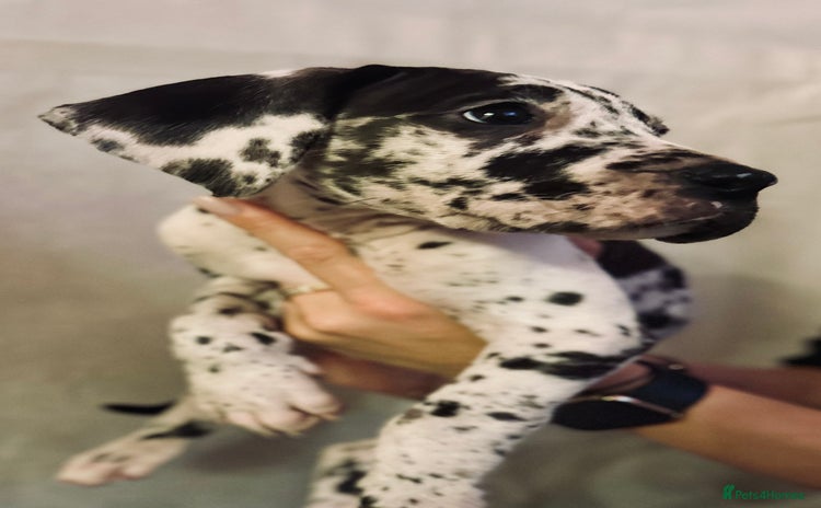 Great Dane dogs - Advert 2