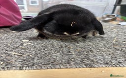 Mini Lop rabbits for sale: Multiple Litters of BRC rung baby Minilops  - Advert 9