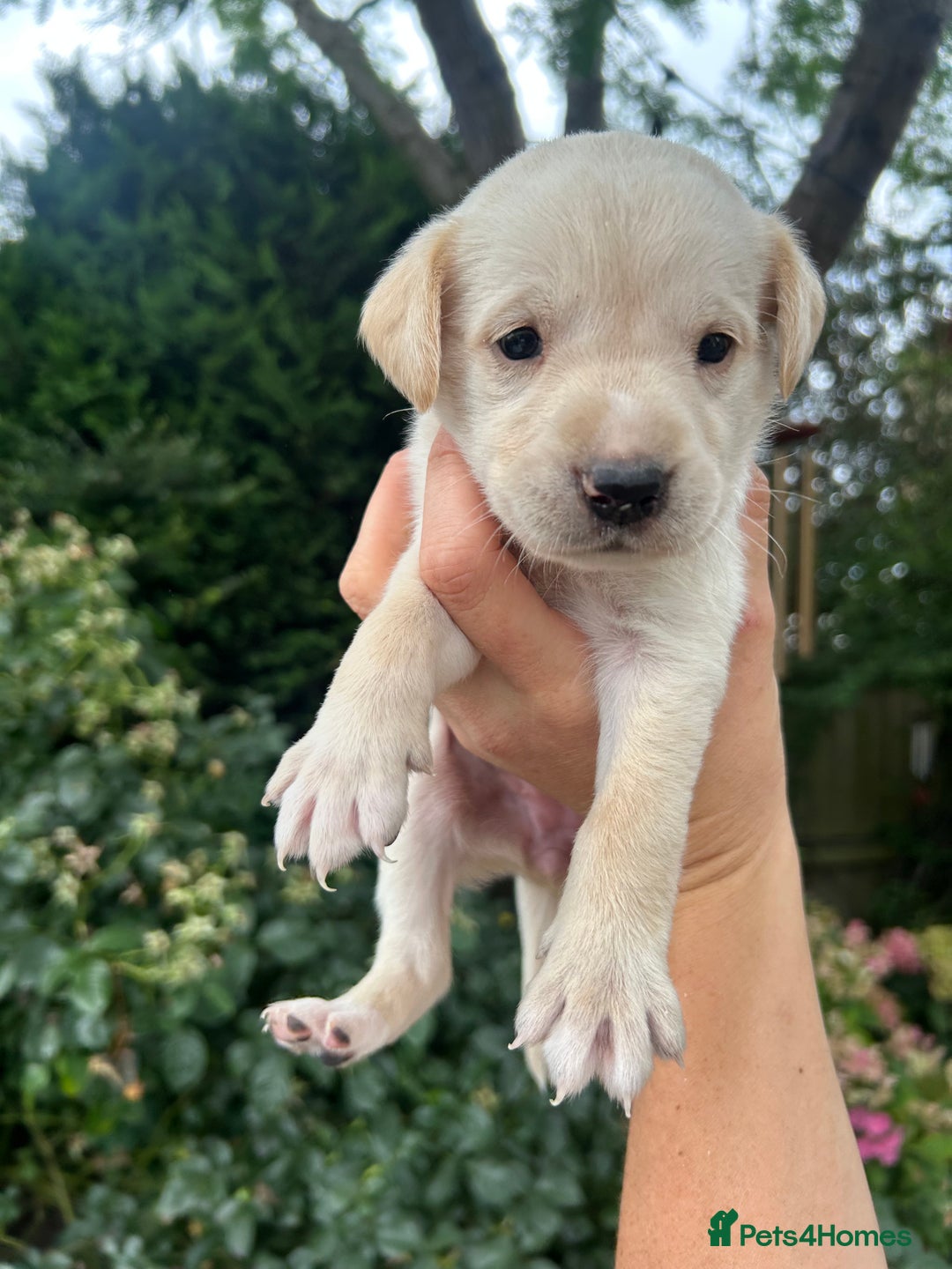 Mixed Breed dogs for sale: 3/4 Labrador 1/4 German wired hair pointer  - Image 5