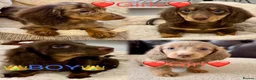 Miniature Dachshund dogs for sale: Dachshund miniature long hair  - Advert 10