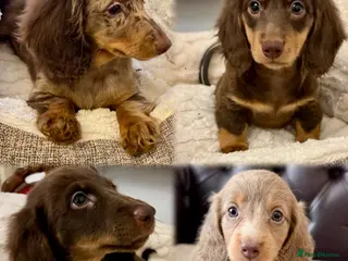 Miniature Dachshund dogs Dachshund miniature long hair - Advert 12