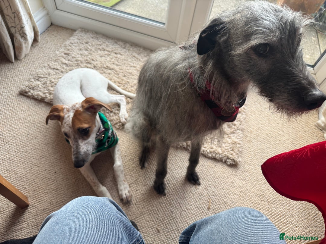Lurcher dogs for sale: Litter of fabulous Lurchers - Image 13
