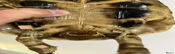 Hermann Tortoise reptiles for sale: Hermann’s Tortoise with Full Vivarium Setup  - Advert 3