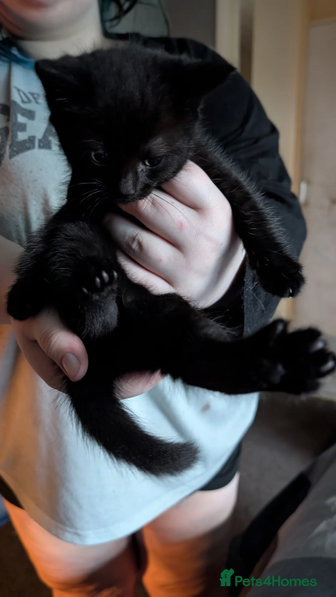 Mixed Breed cats for sale: Kitten  - Advert 3