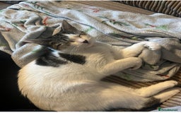 Mixed Breed cats for sale: Free - Beautiful & cuddly 18 month old female cat - Image 3