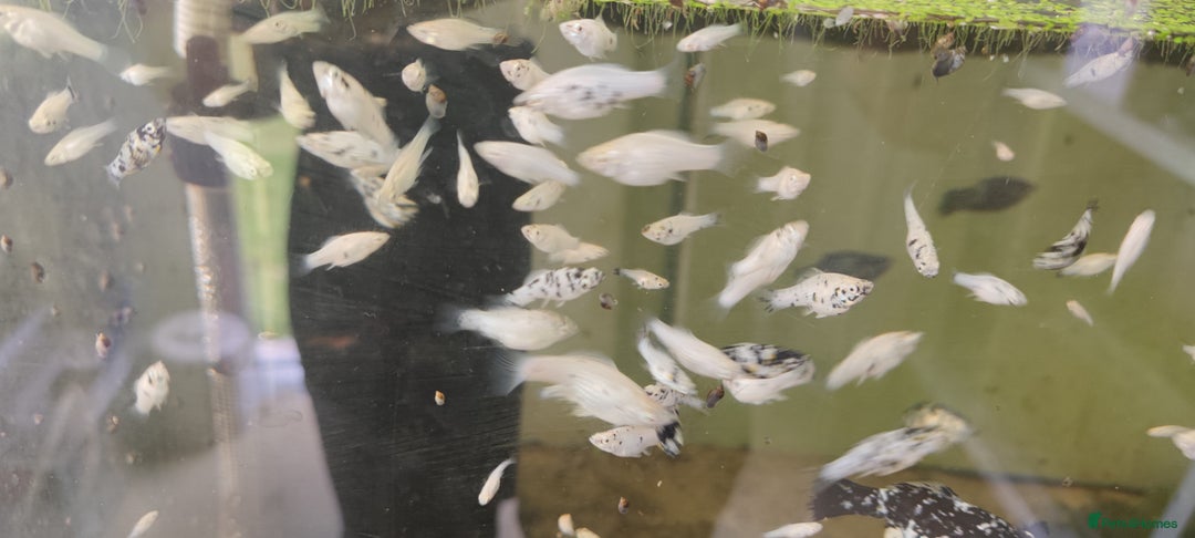 Live Bearers fish for sale: Various livebearers for sale  - Image 7