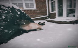 Ragdoll cats for sale: **Gorgeous Ragdolls**  - Advert 14