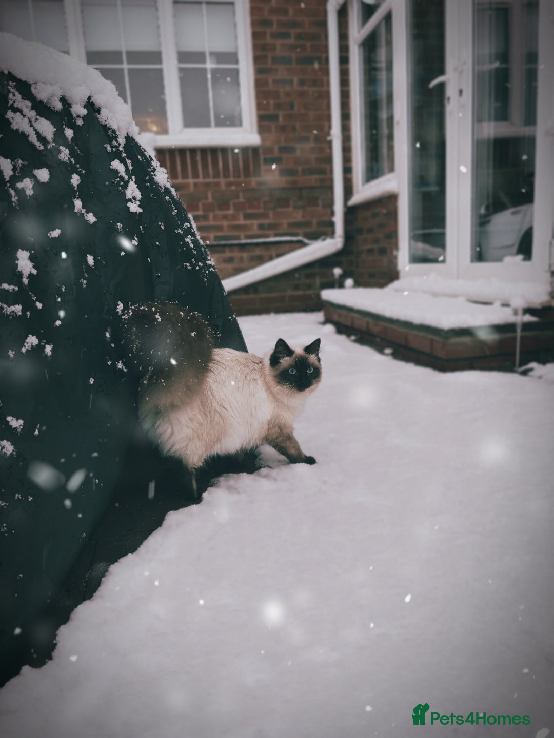 Ragdoll cats for sale: **Gorgeous Ragdolls**  - Advert 14