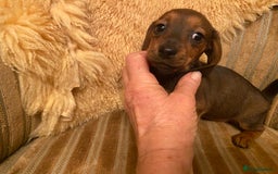 Miniature Dachshund dogs for sale: True miniature Dachshund puppies  - Image 13
