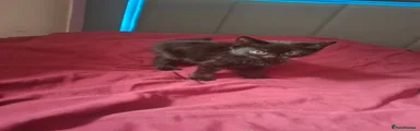 Mixed Breed 2