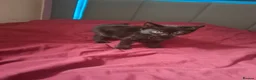 Mixed Breed cats for sale: 5 beautiful black kittens ready to leave  - Advert 3