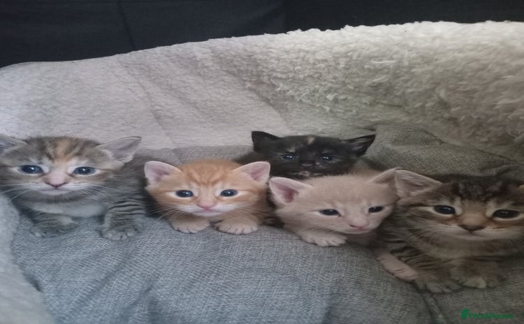 Bengal cats - Advert 8