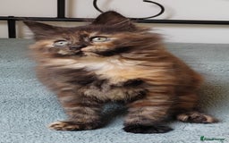 Maine Coon cats for sale: Beautiful Maine Coon kittens  - Image 6