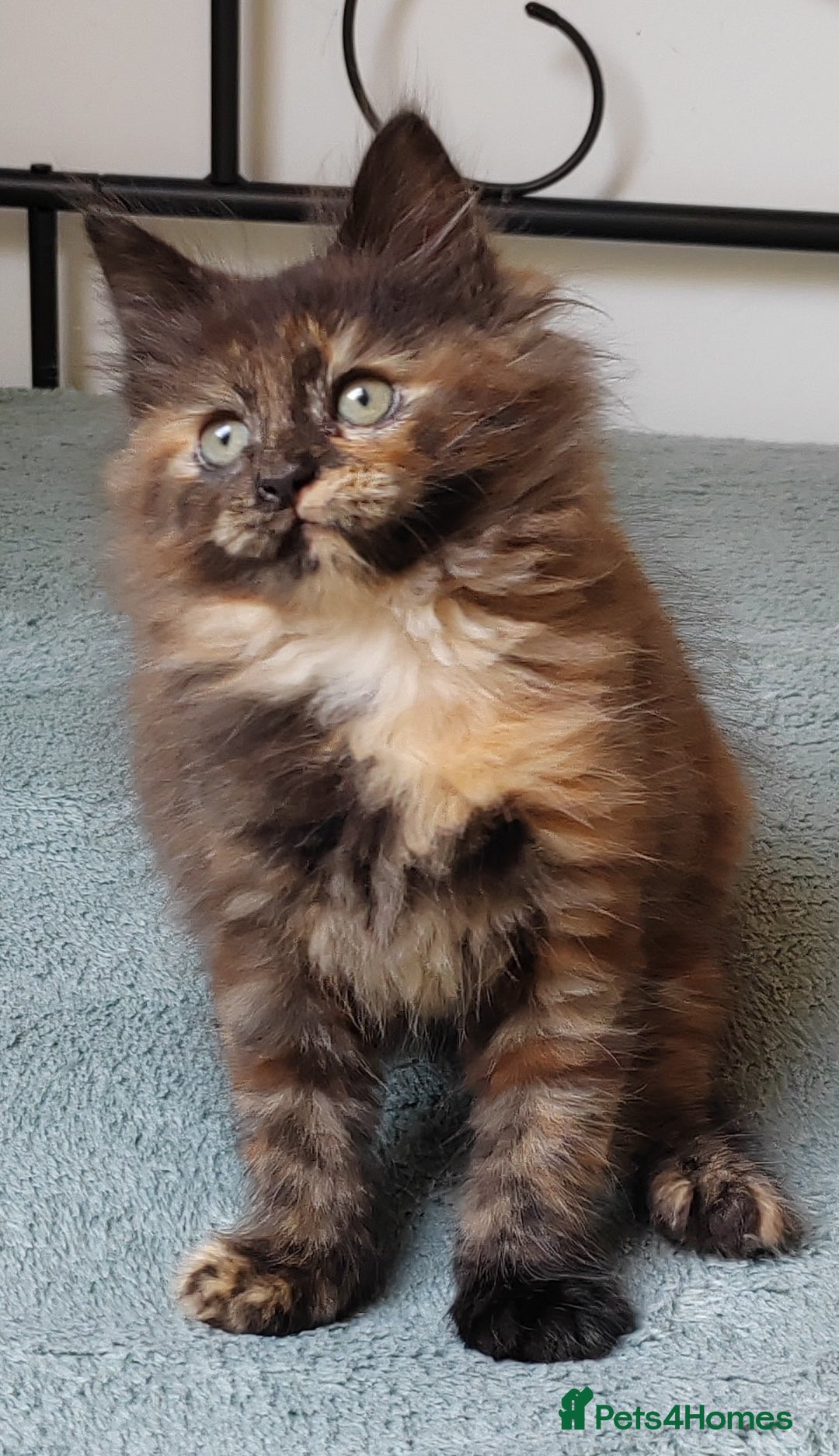Maine Coon cats for sale: Beautiful Maine Coon kittens  - Image 6
