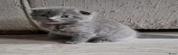 Scottish Fold cats for sale: Kittens everywhere! - Advert 15