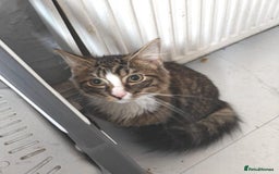 Mixed Breed cats for adoption: Coco. - Image 1