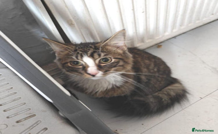 Mixed Breed cats - Advert 2