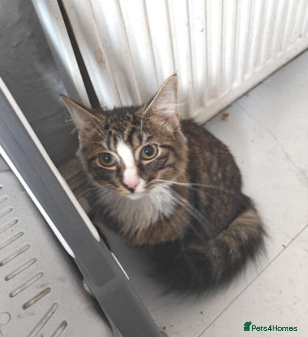 Mixed Breed cats for adoption: Coco. - Image 1