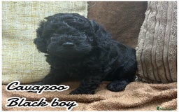 Cavapoo dogs for sale: Beautiful fully DNA tested Cavapoo's  - Image 13