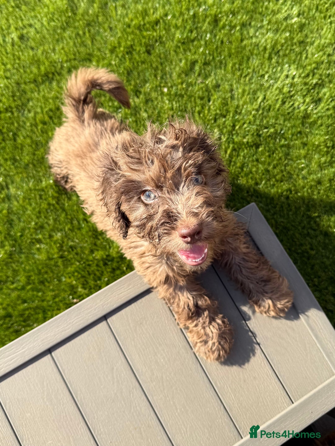 Cockapoo dogs for sale: Adorable f1 Cockapoo puppies 🐶  READY TO GO! in Stourport-on-Severn - Image 14