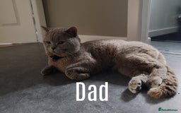 British Shorthair cats for sale: British short hair  - Image 6