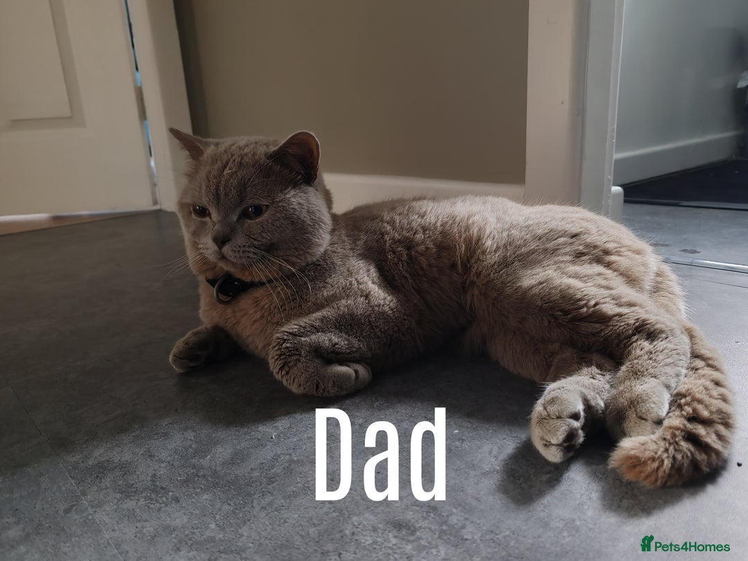 British Shorthair cats for sale: British short hair  - Image 6