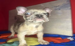 French Bulldog dogs for sale: 🐾 French Bulldog Puppies for Sale - Image 17