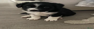 Gin