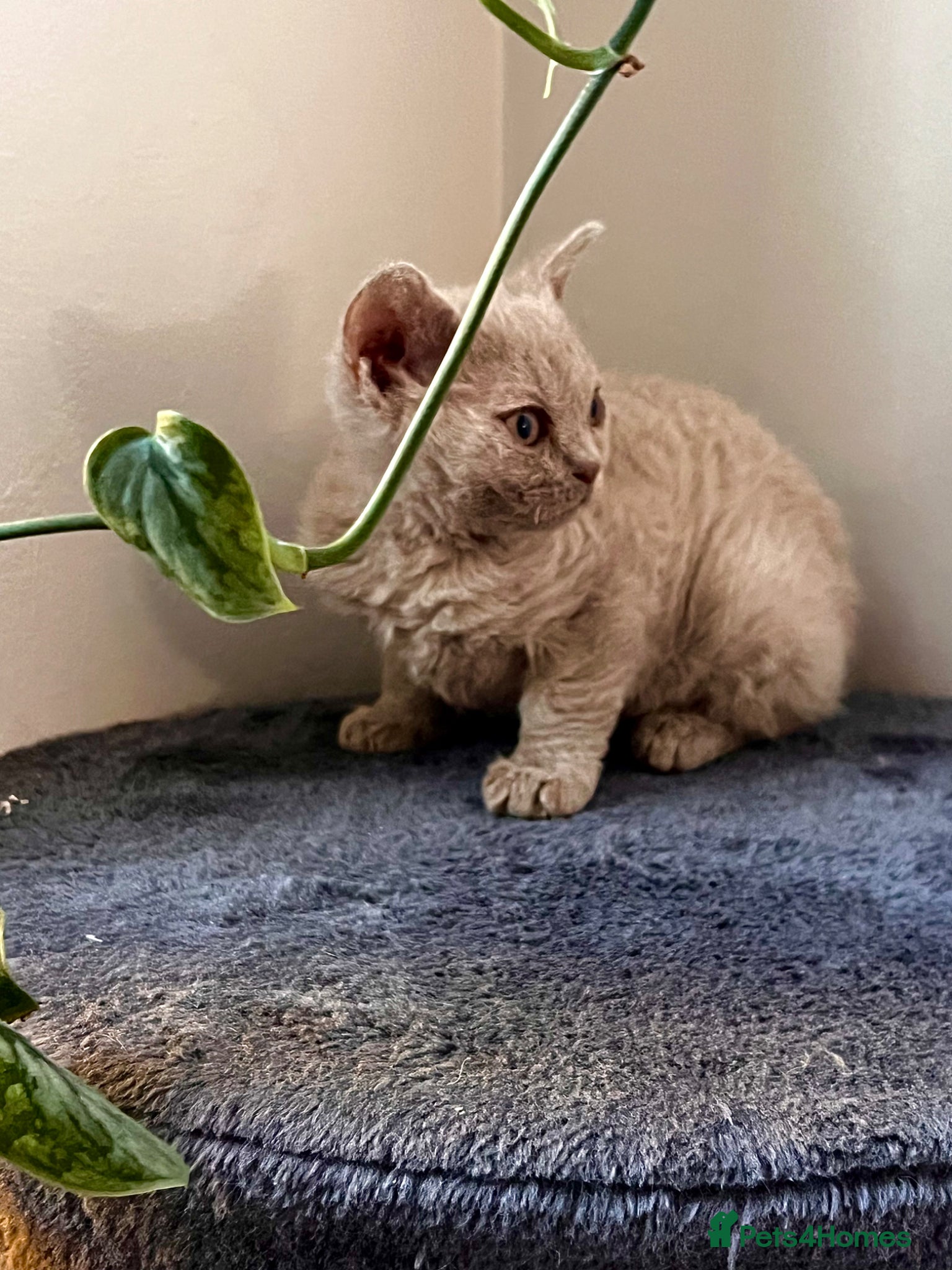 Selkirk Rex cats RARE LILAC SELKIRK REX 🐈😻 - Advert 6